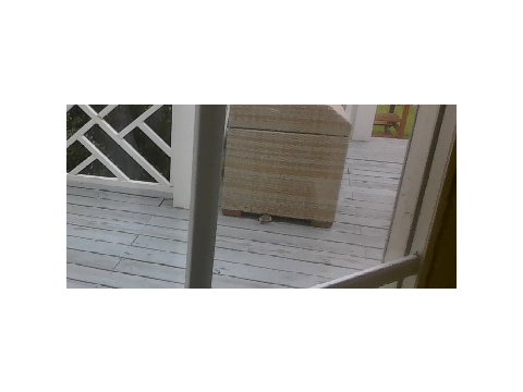 a parent squirrel and two baby squirrels were on my deck