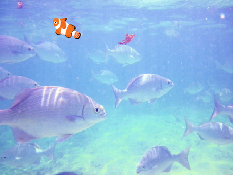[STARTER] Hungry Fish