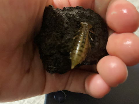 家で飼っているヤゴ