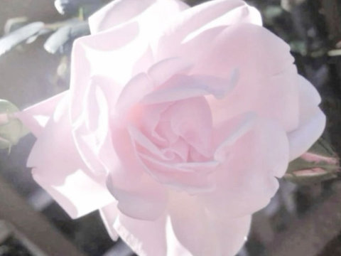 ᧔ᵔ ㅤׄ⠀ria ♡'s wish 4 @leedollie ๋ ◞