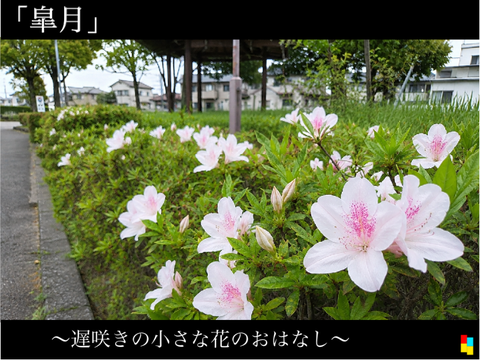 （気まぐれ月刊　そらいろ様宛て）「皐月」