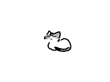 My cat