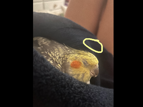 R. I. P Ozzie.... 