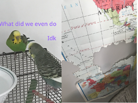 Result of owning birds