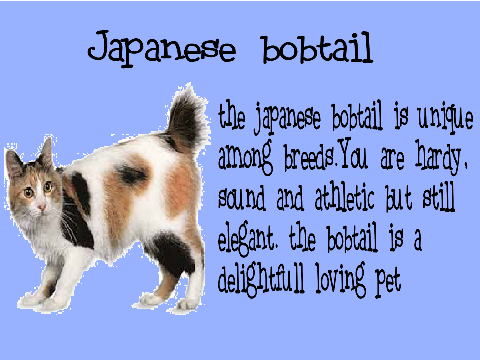 I'm a Japanese bobtail!