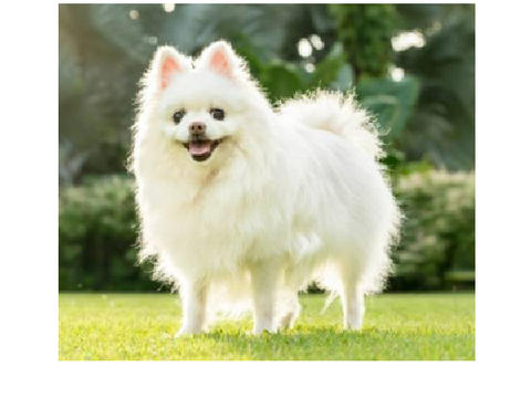 annoying dog