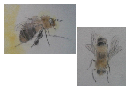 bees (buzz buzz)