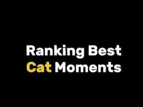 Best cat moment