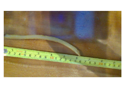 Super Long French Fry