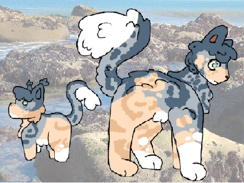 ⋆｡*˚beetlekit's tide pools⋆｡*˚