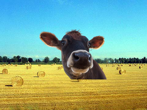 Animal Sounds (Yeah, sure...)