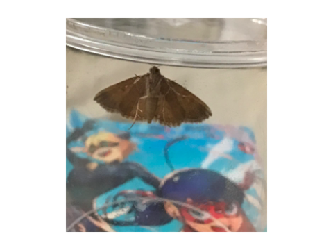 I captured a moth