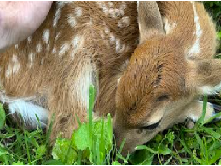 I've been outside with deer lately .
