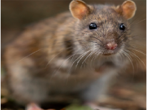 Rat Kiwi