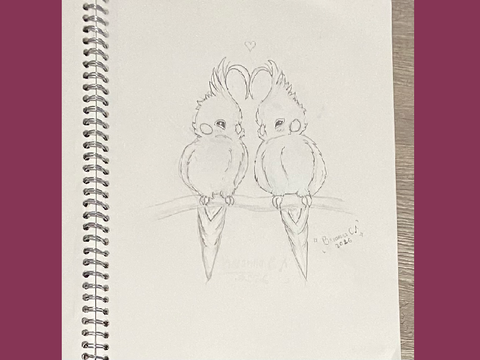 ✧･ﾟcockatiel love ･ﾟ✧