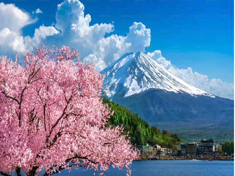 ✿⋆⁺₊⋆✰ cherry⋆blossoms ✰⋆⁺₊⋆✿