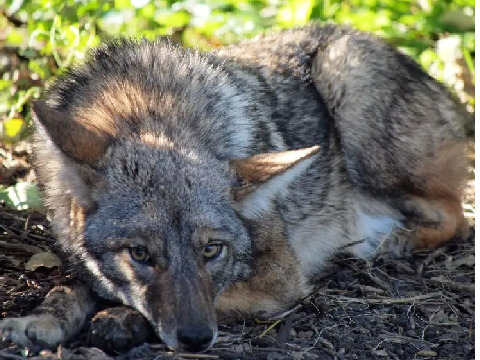 My Northeastern Coyote theriotype