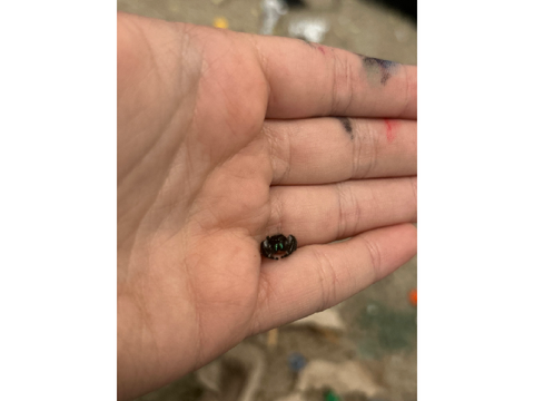 My spider…died