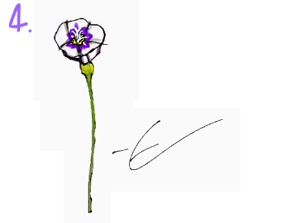 Random Art of a Flower