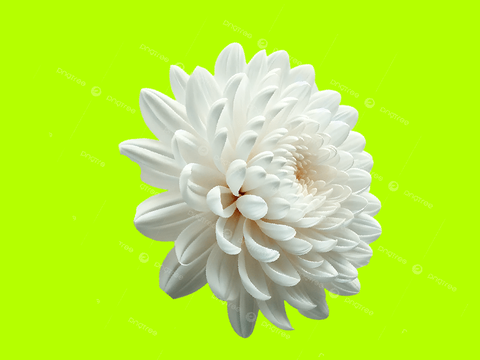chrysanthemumssssssssssss