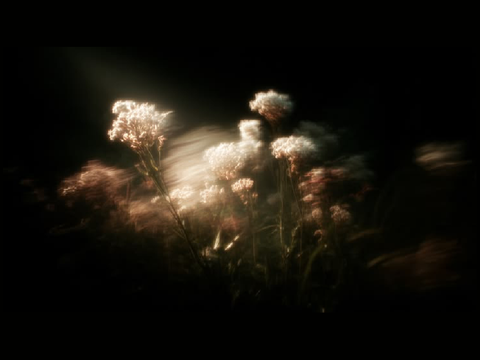 The Order of Nightshade || info project + welcome