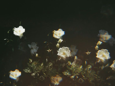 Group Interest Check || The Order of Nightshade