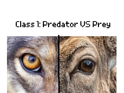 Class 1: Predator vs Prey