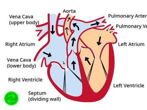 The Heart (Interactive)