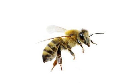 gaehive rules in-depth!