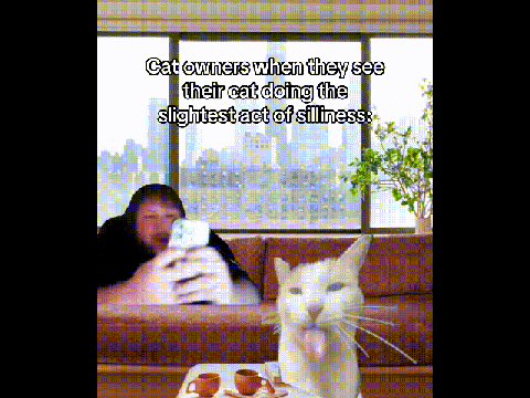cat owners be like