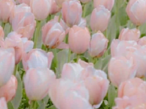✿
