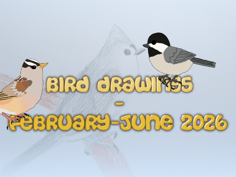 Bird Drawings - February-June 2026
