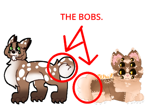me when the tail is a bob