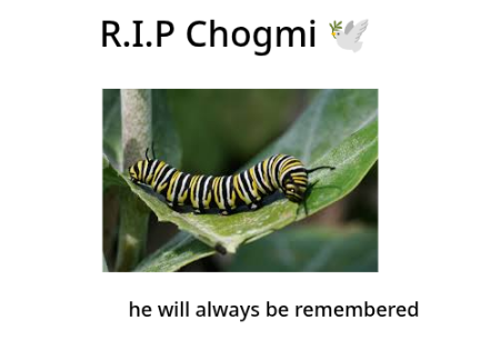 RIP chogmi the catepilar