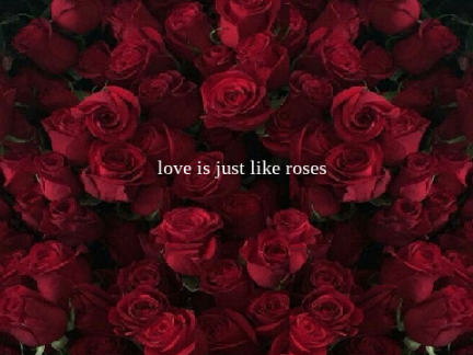 love is just like roses
