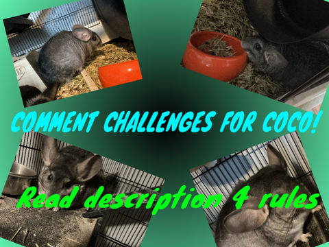 Challenges for my chinchilla coco