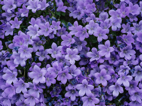 ₊˚ *࿐ chatroom ❀