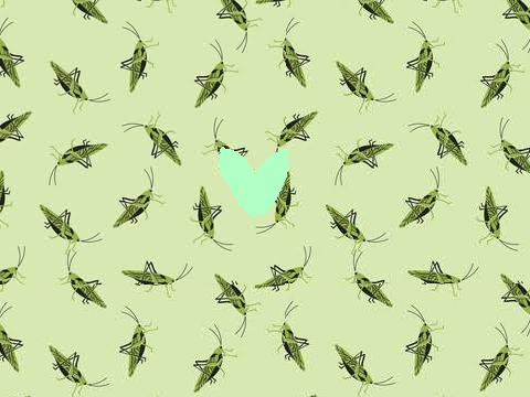 grasshopperkit's flower field