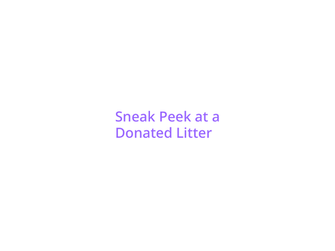Sneak Peek?