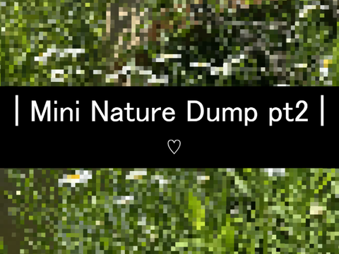 | Mini Nature Dump pt2 |