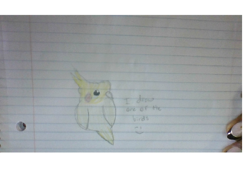 Bird Drawing contest for @Bitu2016