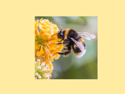 ❝ the tiny sparkler ❞ - a bumblebeekit application
