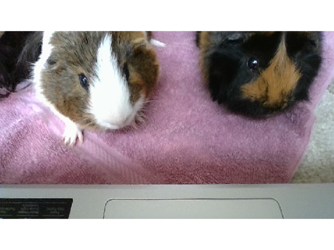 My guinea pigs Patchy and Humphrey