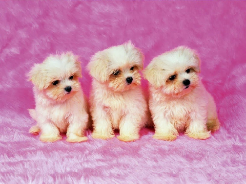 Puppies!!!