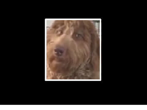 dawg
