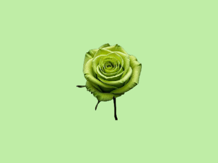 :*☆*:･ﾟ✧.｡*ﾟ+.Shop✧･ﾟ:*:･ﾟ✧*☆
