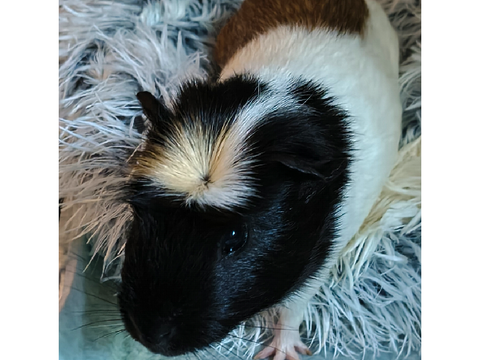 My guinea pig, Fifi ✨