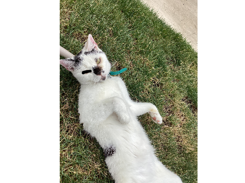 I’m bored so here’s a spoof of my cat