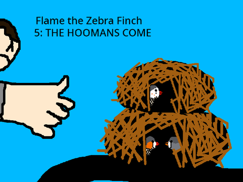 Flame the Zebra Finch 5: THE HOOMANS COME