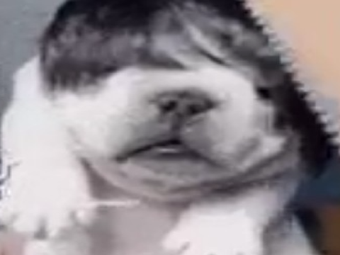 I'm on artfight gng